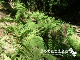 Dryopteris filix foemina